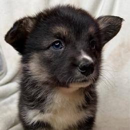 Winnie - Black and tan female American Corgi puppy in Grants Pass, Oregon from KnR Antler Dogs