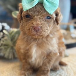 K Tiny Girl - Red  female Goldendoodle puppy in Lewisville, Texas from Texas Goldendoodle Lovers