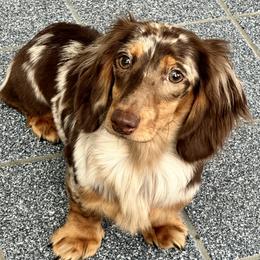 Shiloh - Dachshund