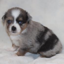 Blue-Eyed Blue Merle Male 1 - Blue merle male Toy Australian Shepherd puppy in Leighton, Alabama from Isbell Land & Livestock, LLC