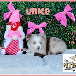 Unice - Red merle female Miniature Australian Shepherd puppy in Madisonville, Texas from Flying LL Aussies