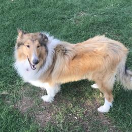 Collies from Regal Lassie's