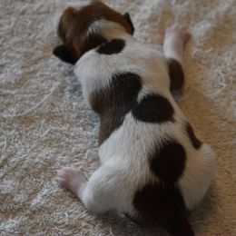 Girl 2 - Rat Terrier puppy in White City, Oregon from Walkabout Australian Kelpies and Rat Terriers