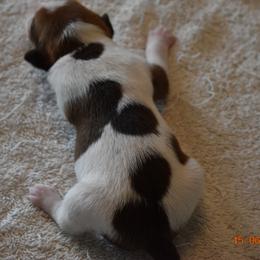 Girl 2 - Rat Terrier puppy in White City, Oregon from Walkabout Australian Kelpies and Rat Terriers