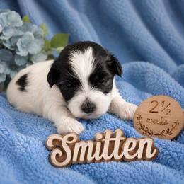 Smitten - Black and white male Coton de Tulear puppy in Freeport, Texas from H❤️PE COTONS