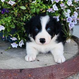 Boy 4 - black and white - Black and white male Border Collie puppy in Minden, Iowa from Rocking N Registered Border Collies & Labradors