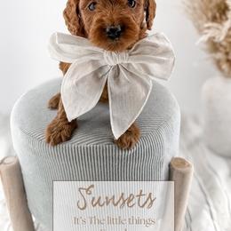 Sunsets - Red  female Goldendoodle puppy in Harrodsburg, Kentucky from Firefly Farm Minis
