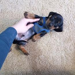 Dachshund Puppies from White River Valley Kennel