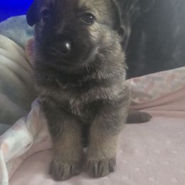 Flara - Sable female German Shepherd puppy in Blackfoot, Idaho from Pheonix Farm