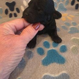 Girl 2 - Black female Poodle puppy in Louisville, Mississippi from Cindy's Poodles