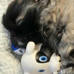 Hannah - Gray sable female Pekingese puppy in Berwick, Pennsylvania from TnK Pekingese