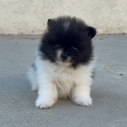 Boy 1 - Black parti male Pomeranian puppy in California from Pawsh Poms