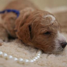 Corn - Cream male Goldendoodle puppy in Naples, Florida from Goldendoodles Of Naples,INC
