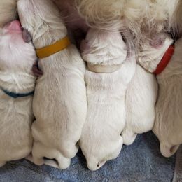 Golden Retriever Puppies from Hoekema Homestead Goldens