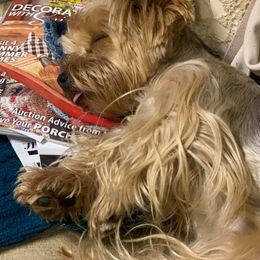 Yorkshire Terriers from Yorkie Tots