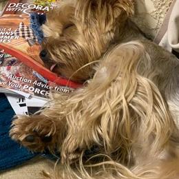 Yorkshire Terriers from Yorkie Tots