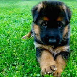 German Shepherd Puppies from Banffy Haus German Shepherds