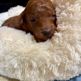 Serena - Red  female Poodle puppy in Utica, Ohio from Poodle Me Crazy