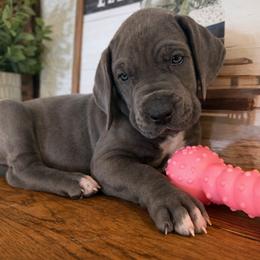 Ava - Blue female Great Dane puppy in Carencro, Louisiana from Halsey Danes