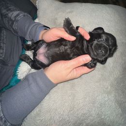 2 - Black female Dachshund puppy in Lansing, Michigan from Black Thunder 517 Cane Corso and Dachshunds