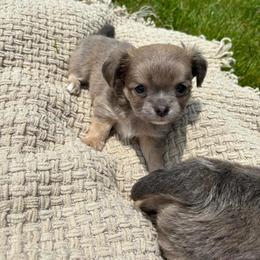 Chihuahua Puppies from Cloud9 Chihuahuas