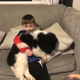 Newfoundland Puppies from Bookcliff Newfies