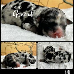 (8) Chanel, BMF - Blue merle female Miniature American Shepherd puppy in Huntington, Texas from JKKJ Farms, LLC