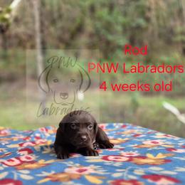 Rod - Chocolate male Labrador Retriever puppy in Rogue River, Oregon from PNW Labradors