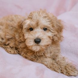 Goldendoodle and Poodle Puppies from Desert Born Kennel