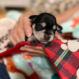 Leonard - Black and silver male Miniature Schnauzer puppy in Brownwood, Texas from Texas Dreams Mini Schnauzers