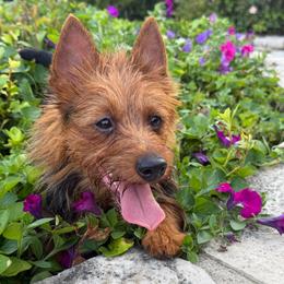 Grace - Australian Terrier