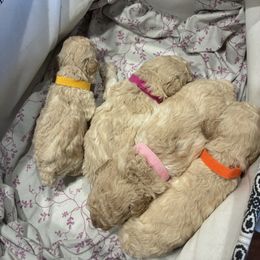 Magenta girl - Cream female Poodle puppy in Phoenix, Arizona from La Petite poodle