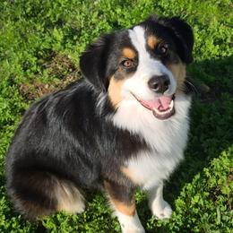 Miniature American Shepherds from Moon Phase Kennel