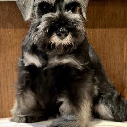 Giant Schnauzer and Miniature Schnauzer Puppies from My Angel Schnauzers
