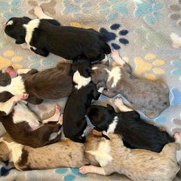 Aussiedoodle puppies from C&S Kennels