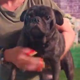 Brianne - Pug