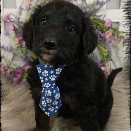 Porky - Black tri-color male Aussiedoodle puppy in Farley, Iowa from Iowa's Doodle Co.