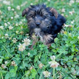 Ozzy - Black and tan male Yorkshire Terrier puppy in Bolton, Connecticut from Elle Yorkies