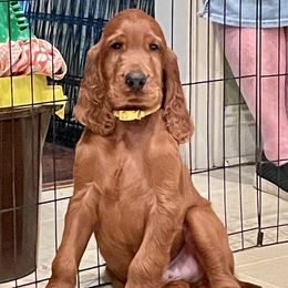 Puppy Boy - Mahogany male Irish Setter puppy in Geauga County, Ohio from Stomar Irish Setters
