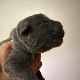 Boy 1 - Gray male Cane Corso puppy in Sandia, Texas from OneTime Cane Corso