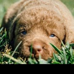 Chesapeake Bay Retriever Puppies from Rebecca's Bay Retrievers