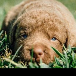Chesapeake Bay Retriever Puppies from Rebecca's Bay Retrievers