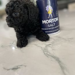 Cockapoo Puppies from Doodle Corner