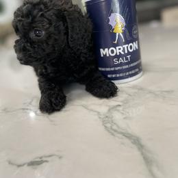 Cockapoo Puppies from Doodle Corner