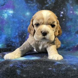 Odesza - Red female Cocker Spaniel puppy in Gate City, Virginia from Top Notch Cocker Spaniels