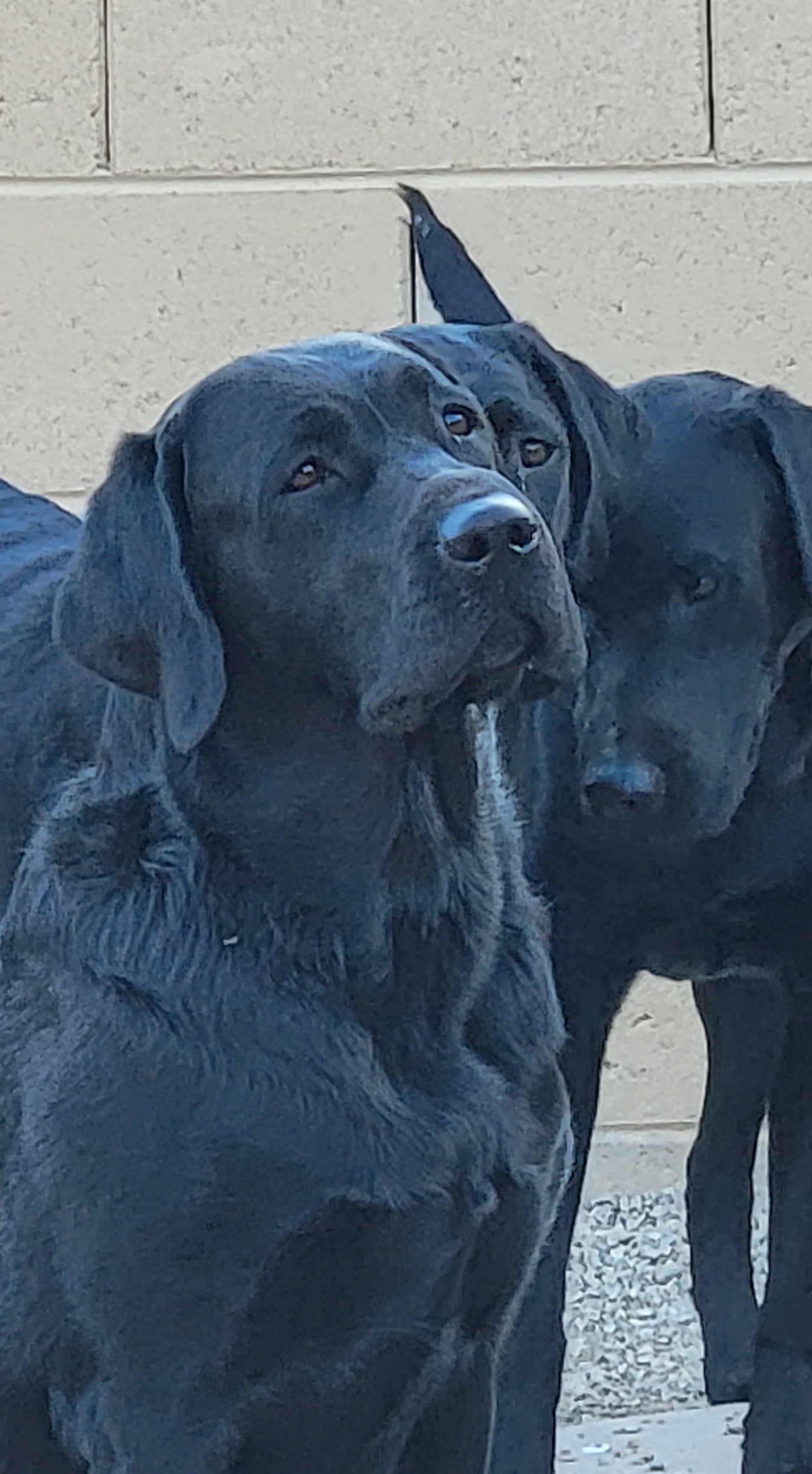 Maddie May - Labrador Retriever