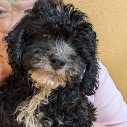 Licorice - Black and white female Aussiedoodle puppy in Tucson, Arizona from Ever After Doodles Arizona