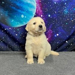 Draco - Light golden male Golden Retriever puppy in Adair, Oklahoma from Rejoice Retrievers