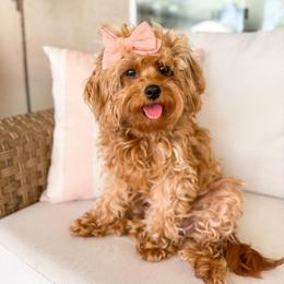 Piper - Cavapoo