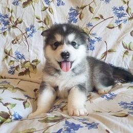 Alaskan Malamute Puppies from ArctiCircle Alaskan Malamutes